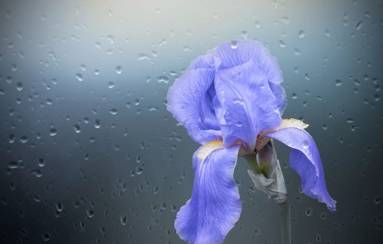 Photo wallpaper glass, drops, background, petals, iris