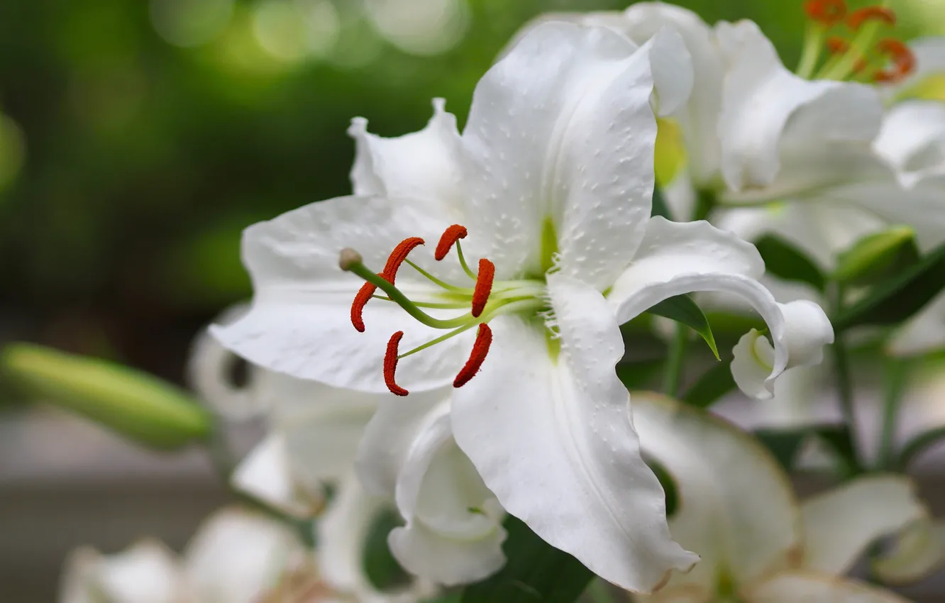 Photo wallpaper white, summer, macro, flowers, green, background, Lily, petals