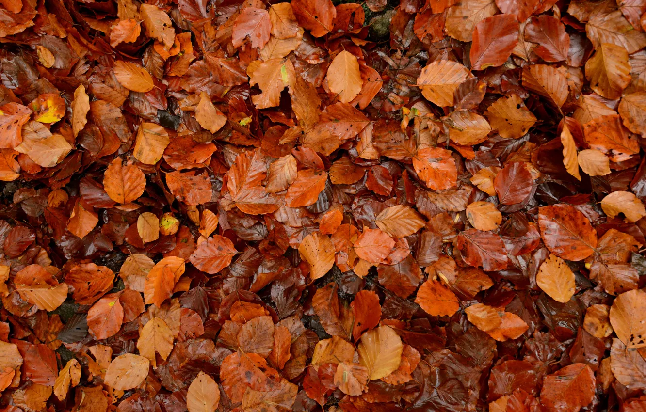 Photo wallpaper autumn, leaves, macro, a lot