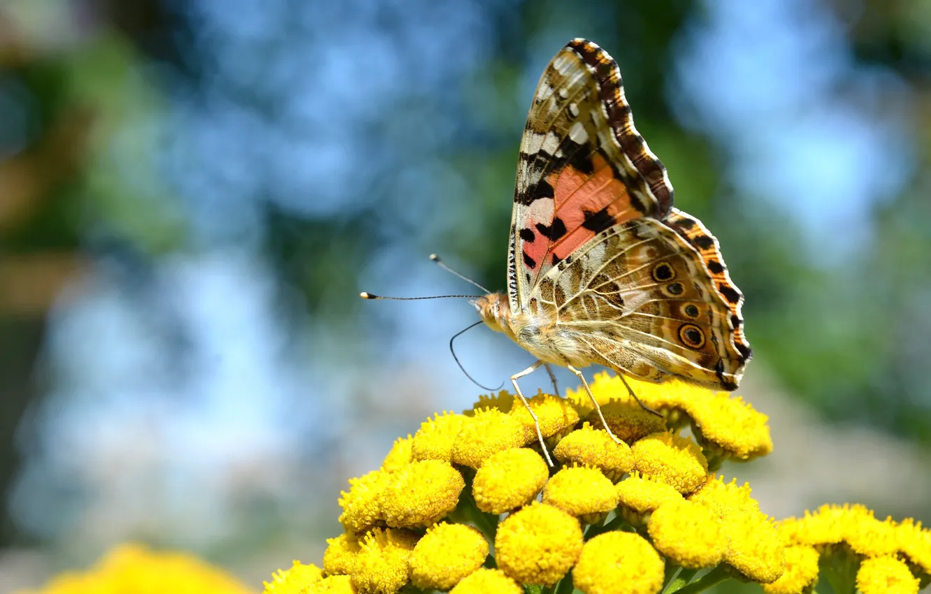 Photo wallpaper summer, macro, flowers, yellow, butterfly, tansy