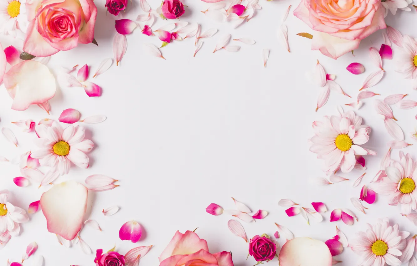 Photo wallpaper flowers, roses, chamomile, petals, pink, rose, fresh, pink