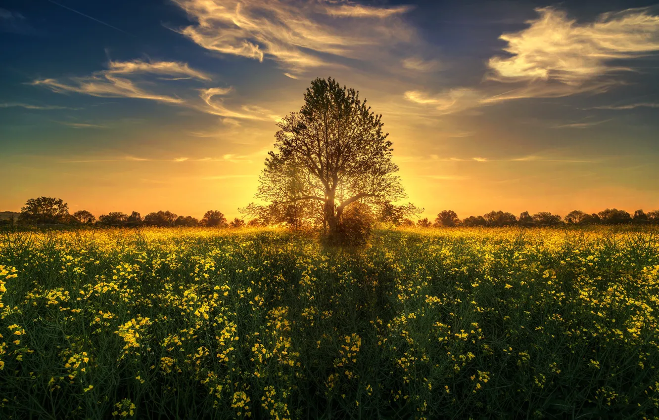 Photo wallpaper field, trees, sunset, Switzerland, rape