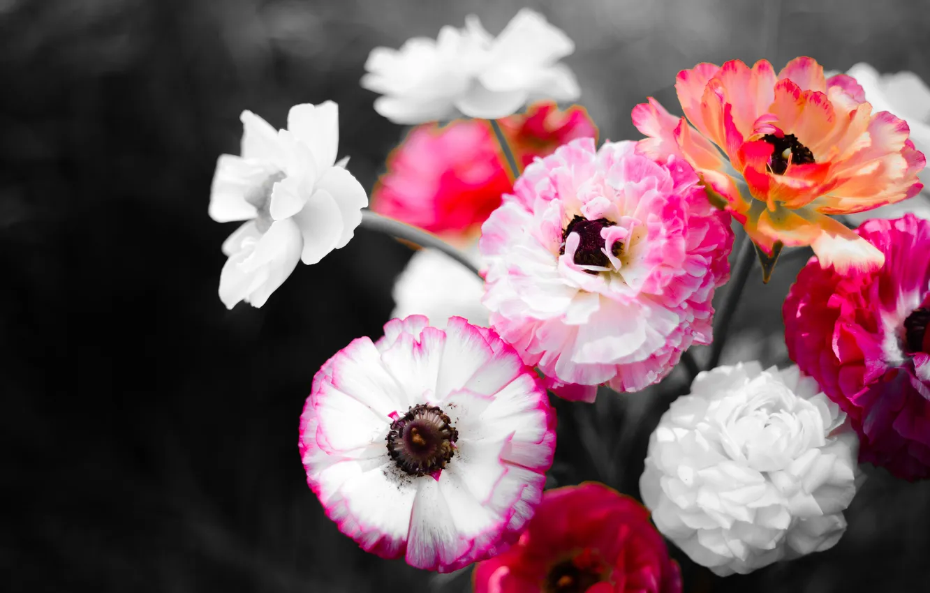 Photo wallpaper flowers, orange, red, the dark background, bouquet, pink, white, anemones