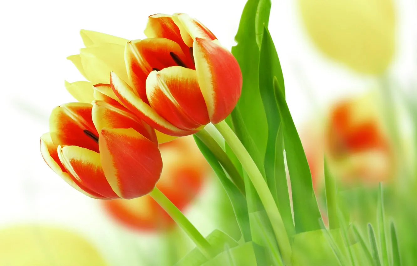 Photo wallpaper leaves, flowers, beauty, bouquet, petals, tulips, red, red