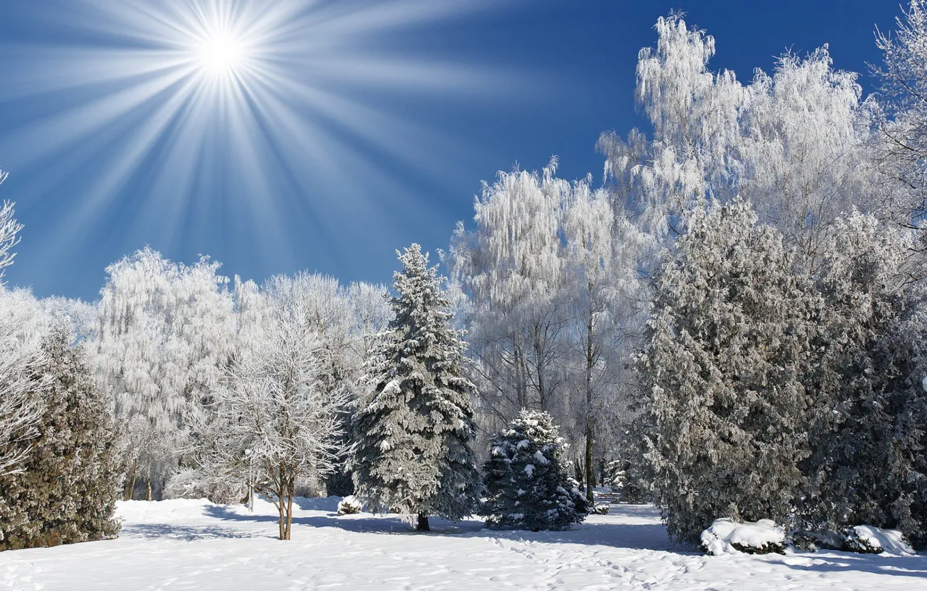 Photo wallpaper winter, the sun, rays, snow, trees, Park
