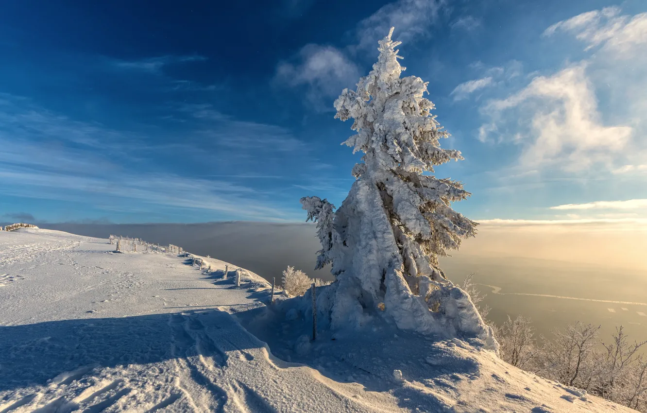 Photo wallpaper winter, frost, field, light, snow, fog, in the snow, height