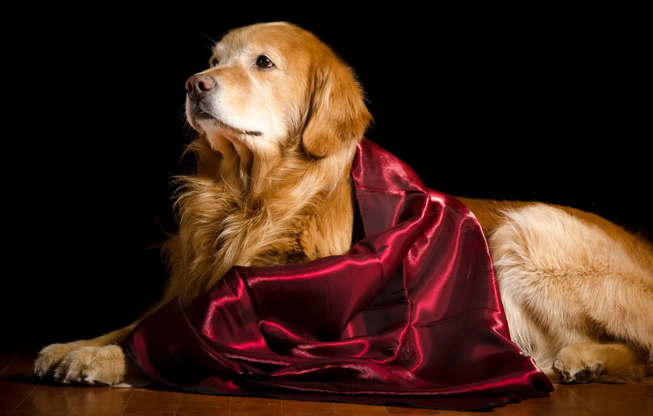 Photo wallpaper lies, black background, Golden, on the floor, Retriever