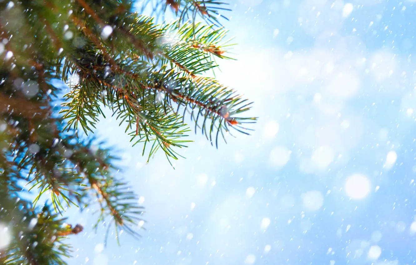 Photo wallpaper snow, branches, tree