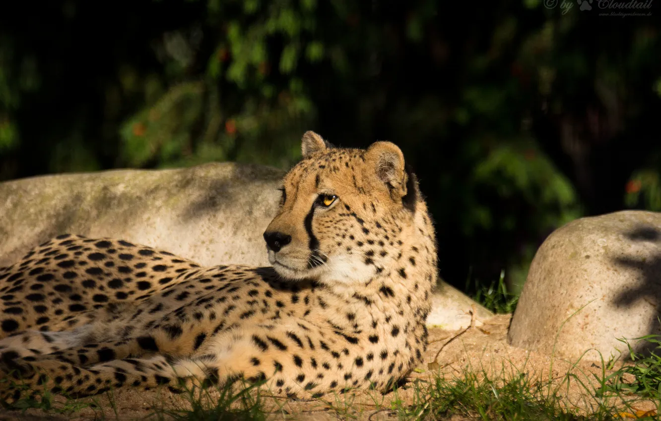 Photo wallpaper cat, the sun, stay, Cheetah