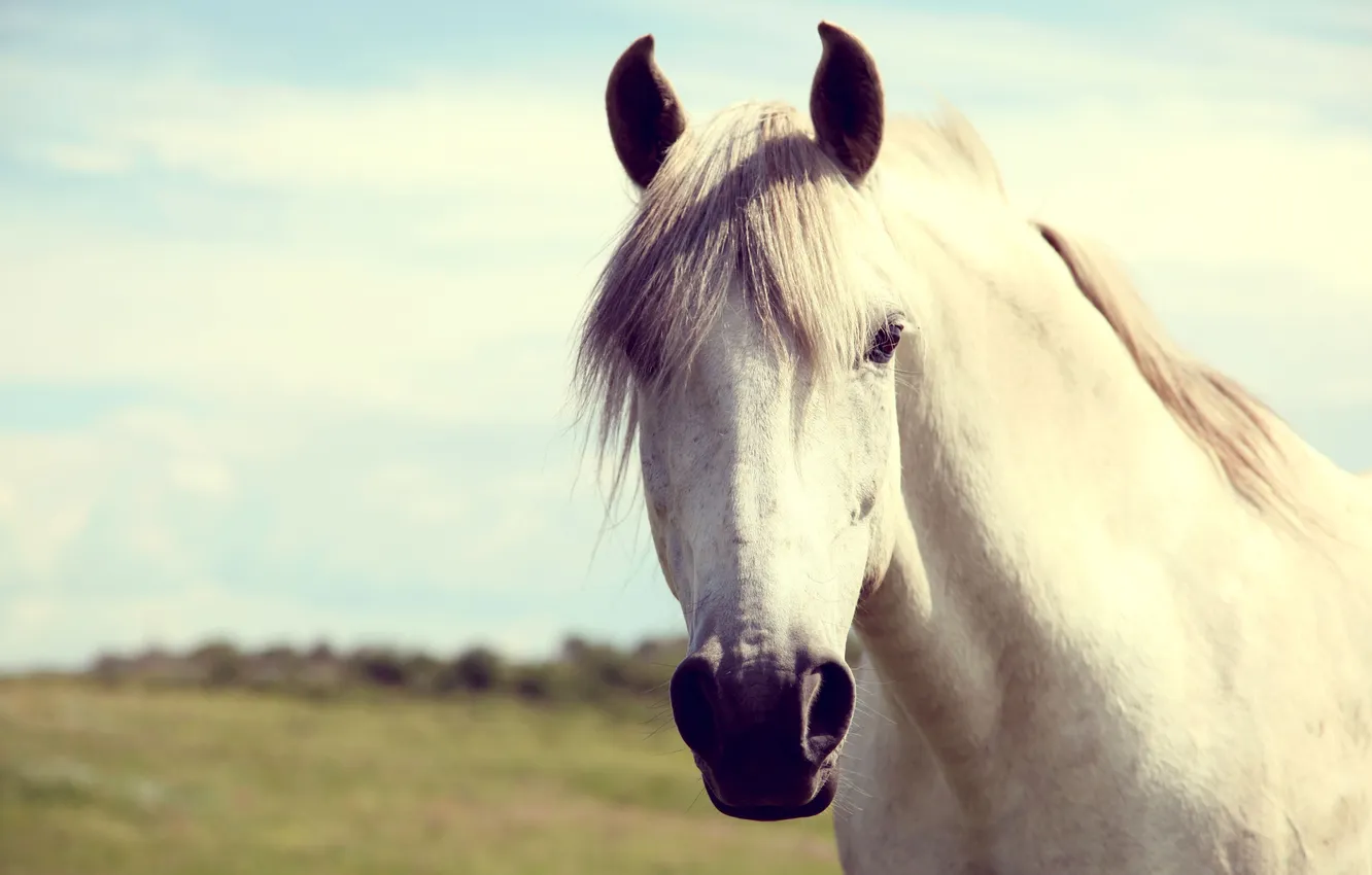 Photo wallpaper white, horse, horse