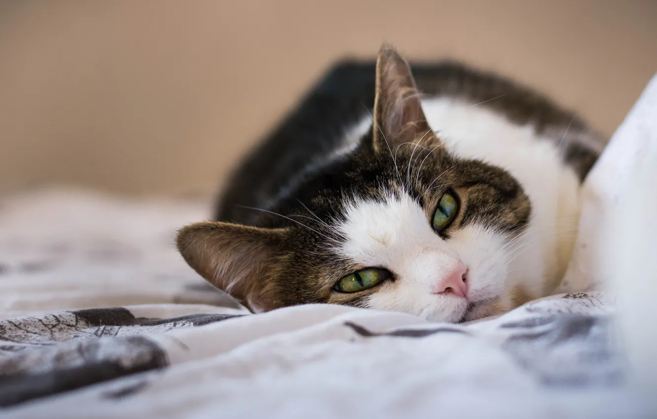 Photo wallpaper cat, cat, lies, black and white