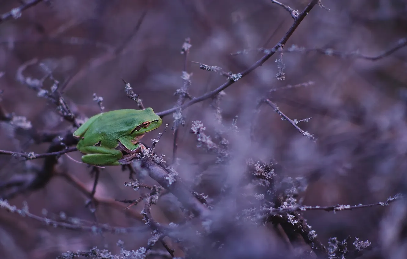 Photo wallpaper nature, background, frog