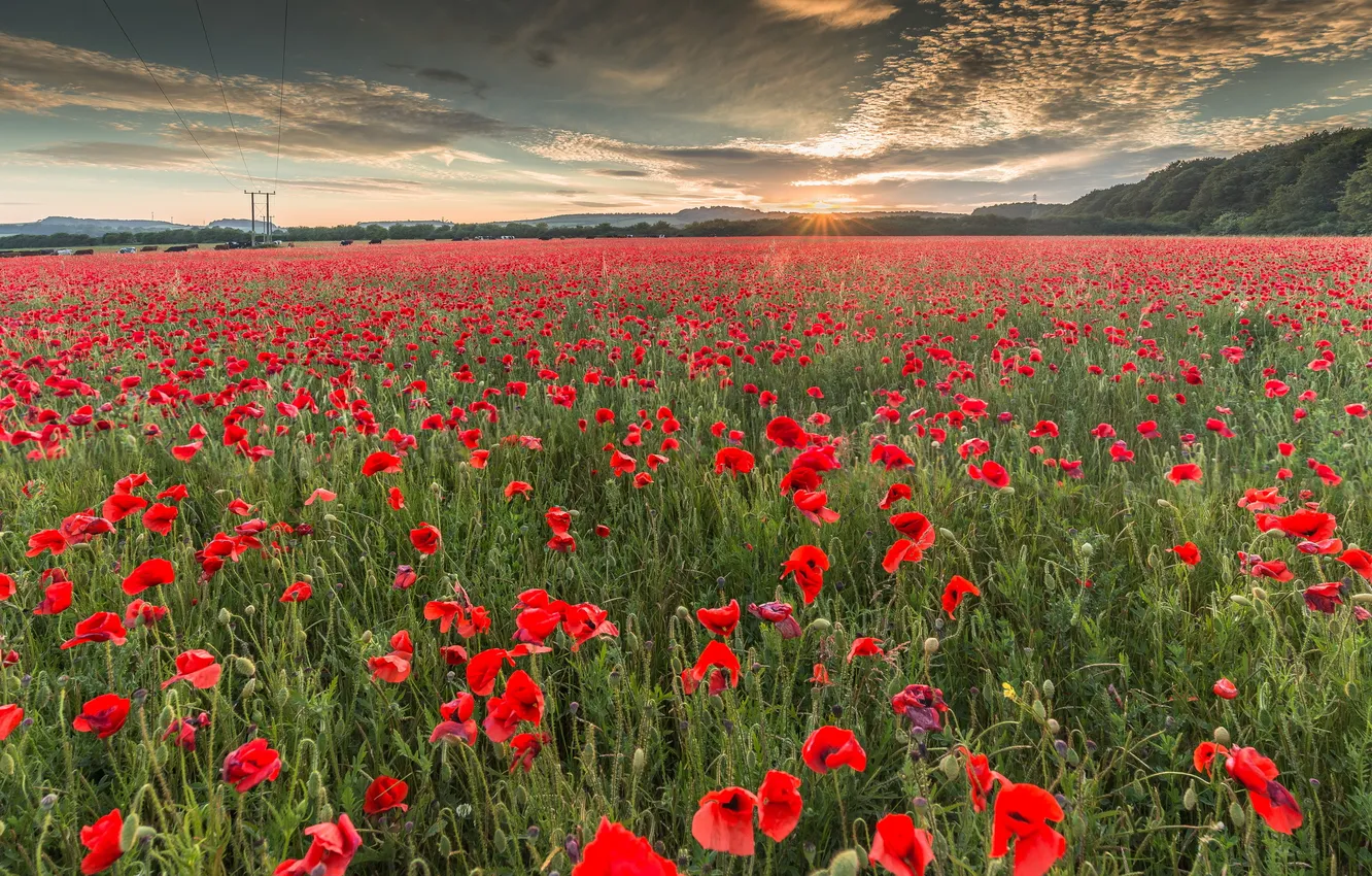Photo wallpaper field, summer, Maki
