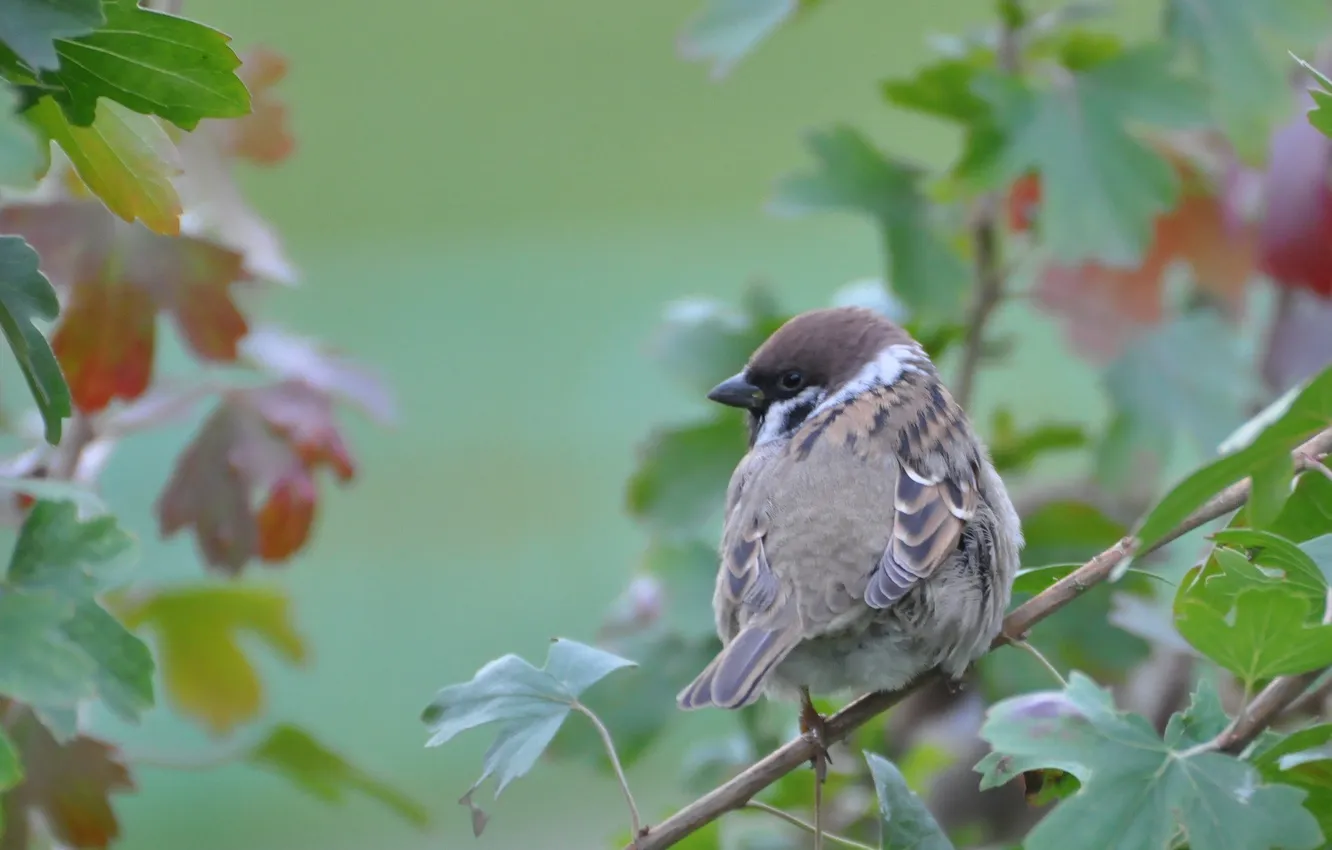 Photo wallpaper leaves, branches, bird, feathers, Sparrow, tail