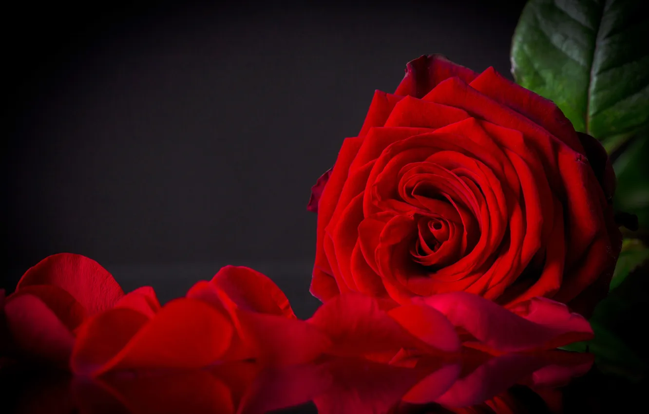 Photo wallpaper flower, rose, petals, red