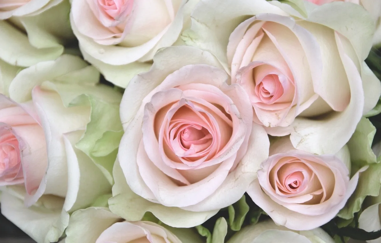 Photo wallpaper tenderness, roses, buds