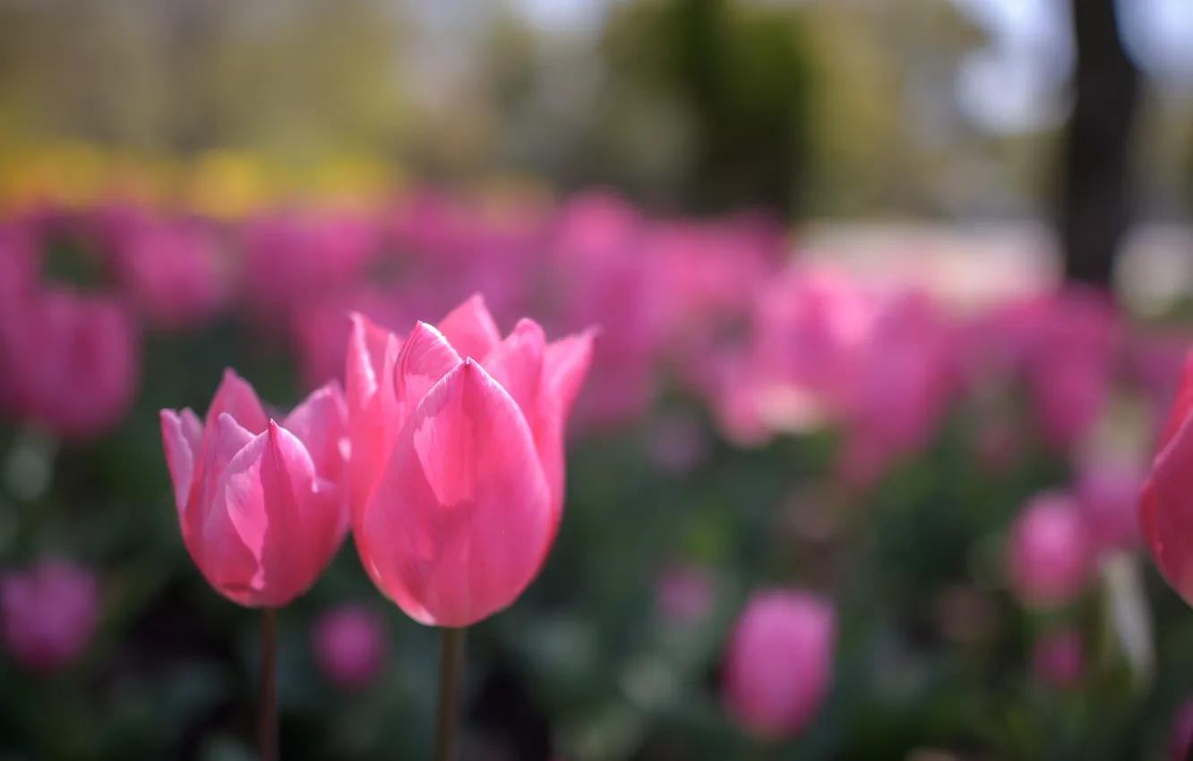 Photo wallpaper Park, petals, tulips, flowerbed