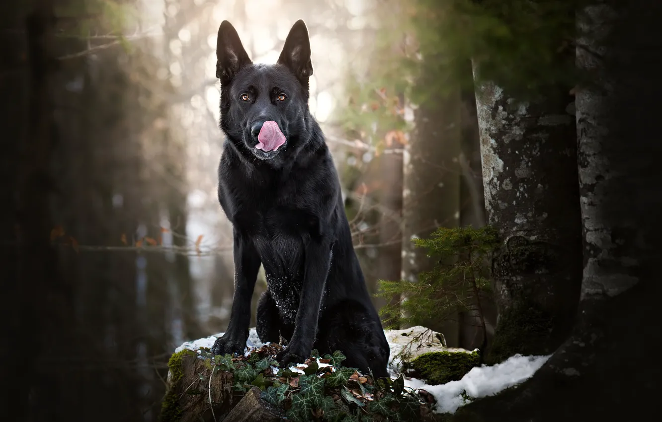 Photo wallpaper forest, snow, dog, black