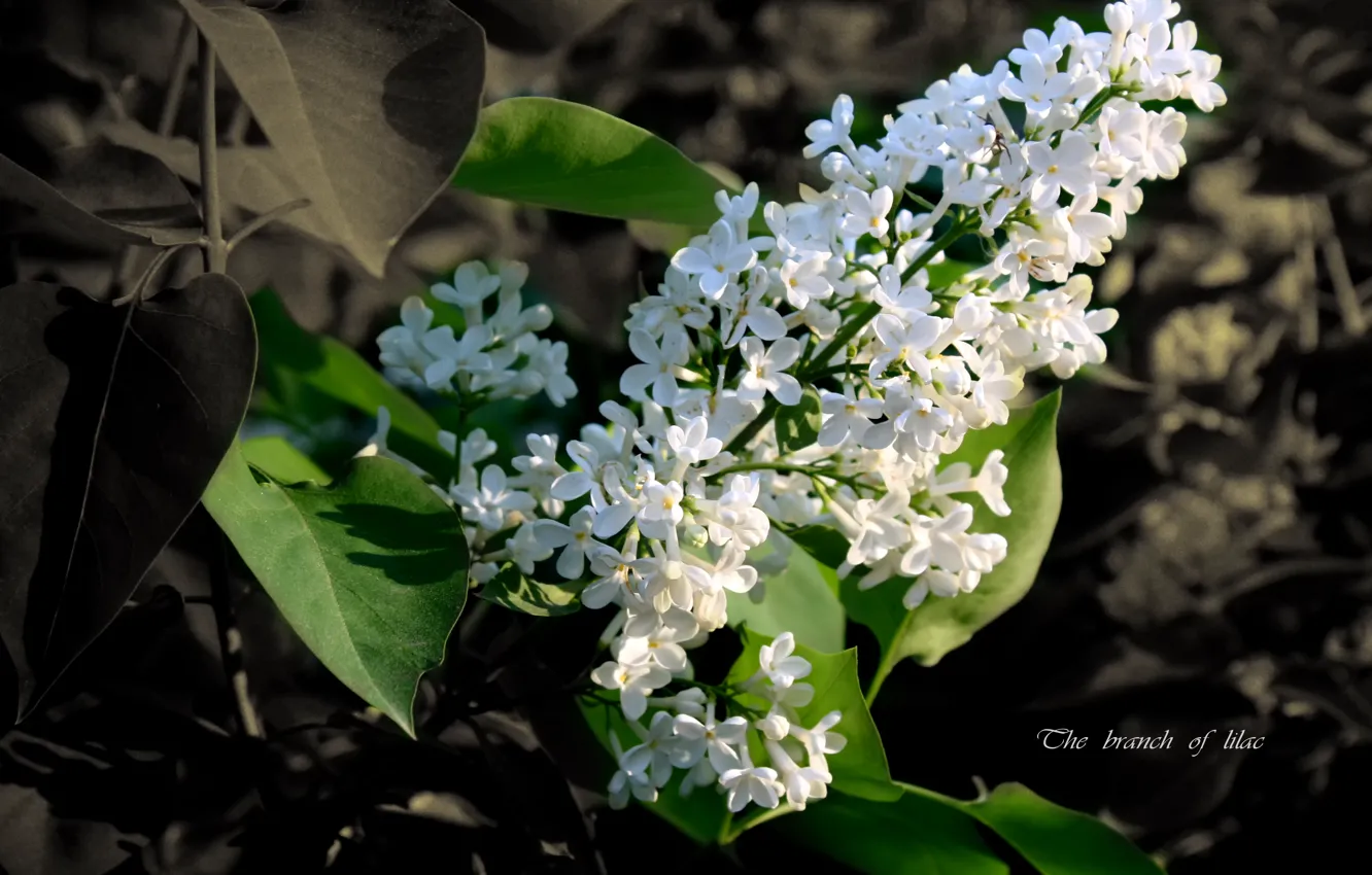 Photo wallpaper summer, flowers, lilac