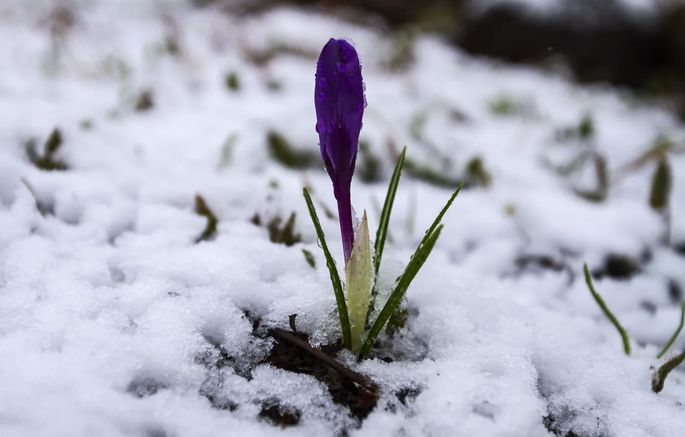 Photo wallpaper macro, snow, blue, crocuses, saffron