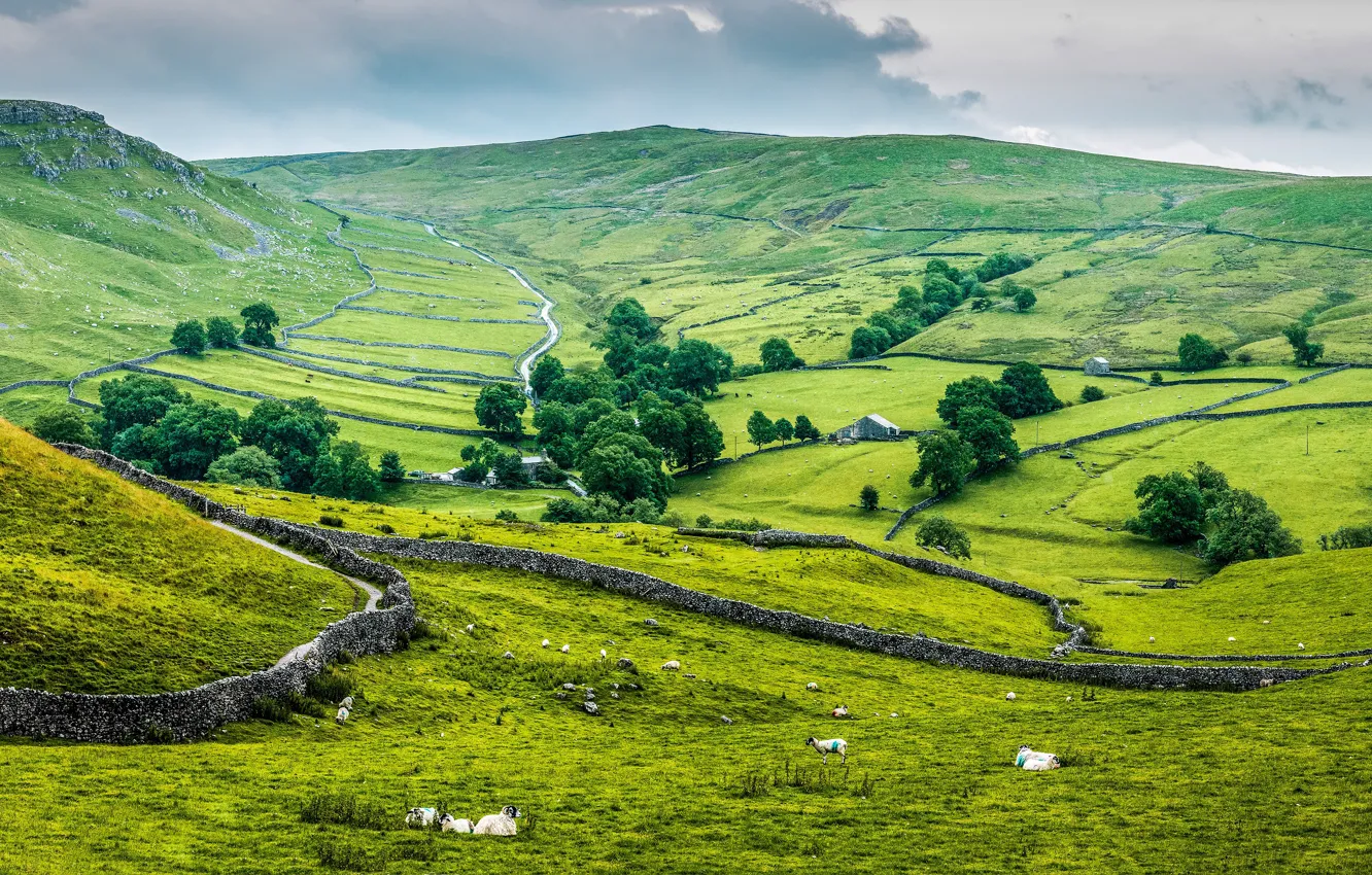 Photo wallpaper greens, field, summer, the sky, grass, trees, mountains, green