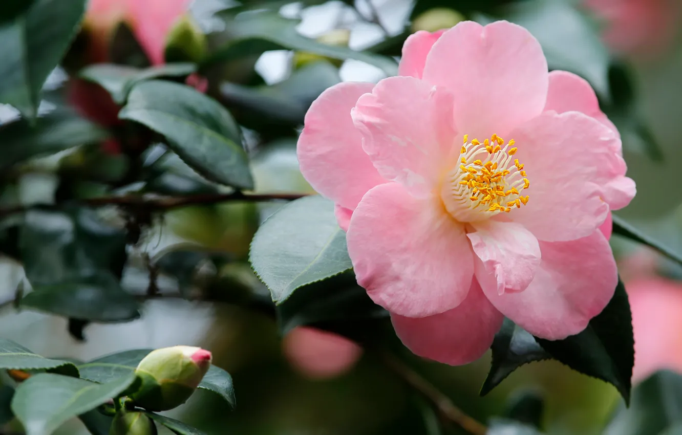 Photo wallpaper flower, leaves, blur, branch, bokeh, Camellia, pale pink