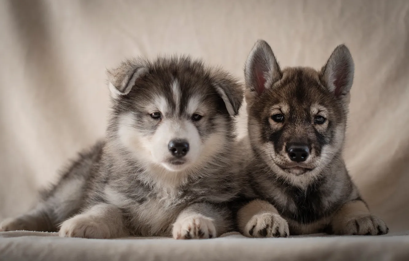 Photo wallpaper dogs, background, portrait, puppies, a couple, Husky