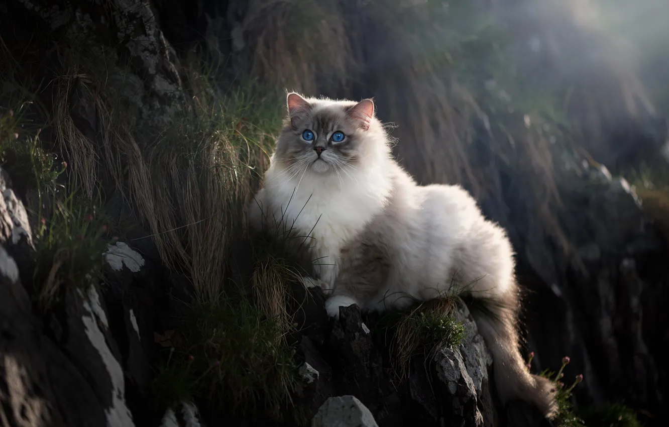 Photo wallpaper cat, grass, cat, look, light, nature, stones, rocks