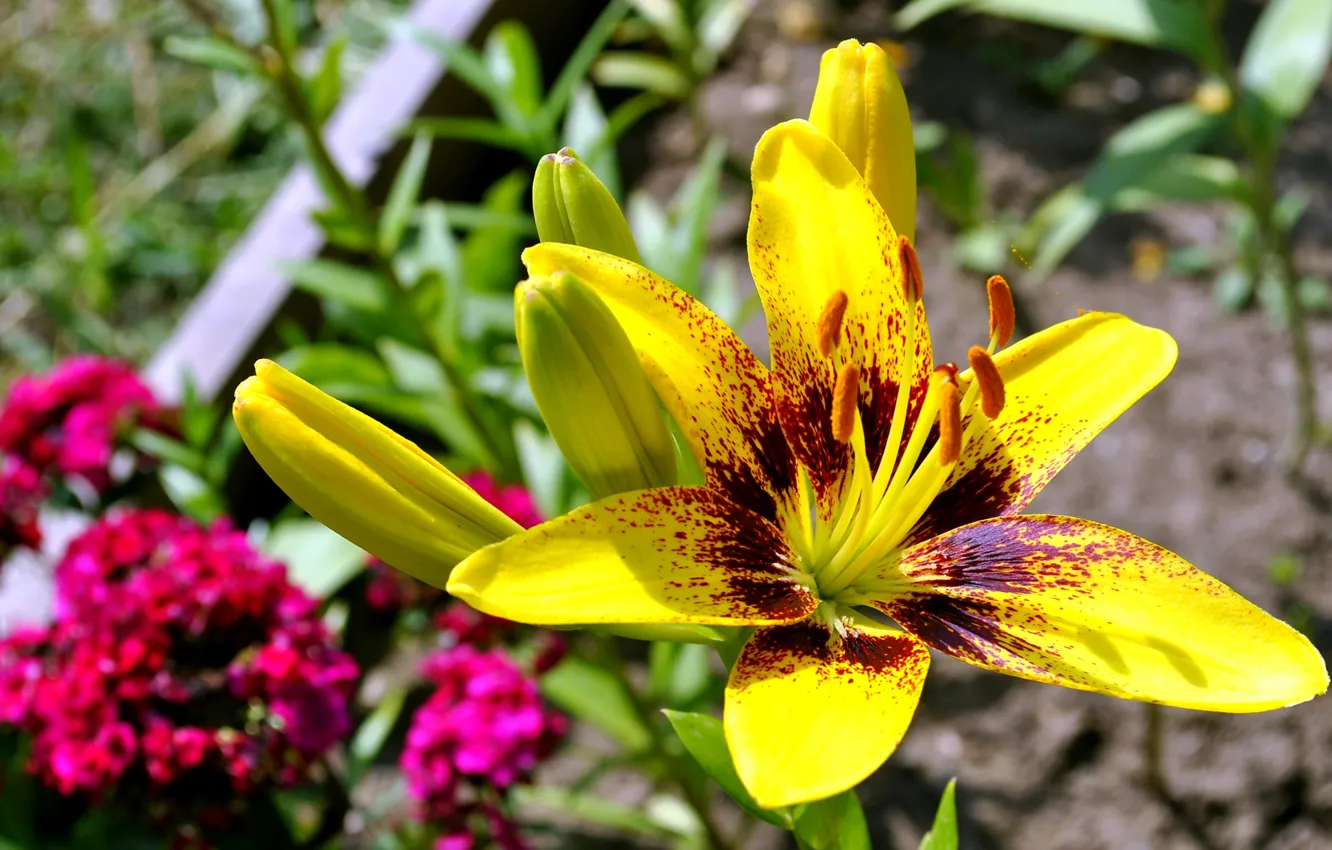 Photo wallpaper flower, yellow, Lily, summer.