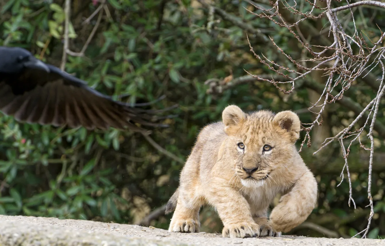 Photo wallpaper cat, branches, cub, kitty, lion, ©Tambako The Jaguar