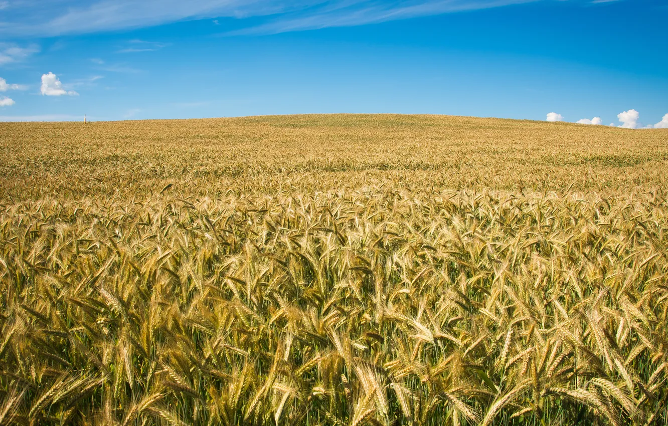 Photo wallpaper field, blue, ears