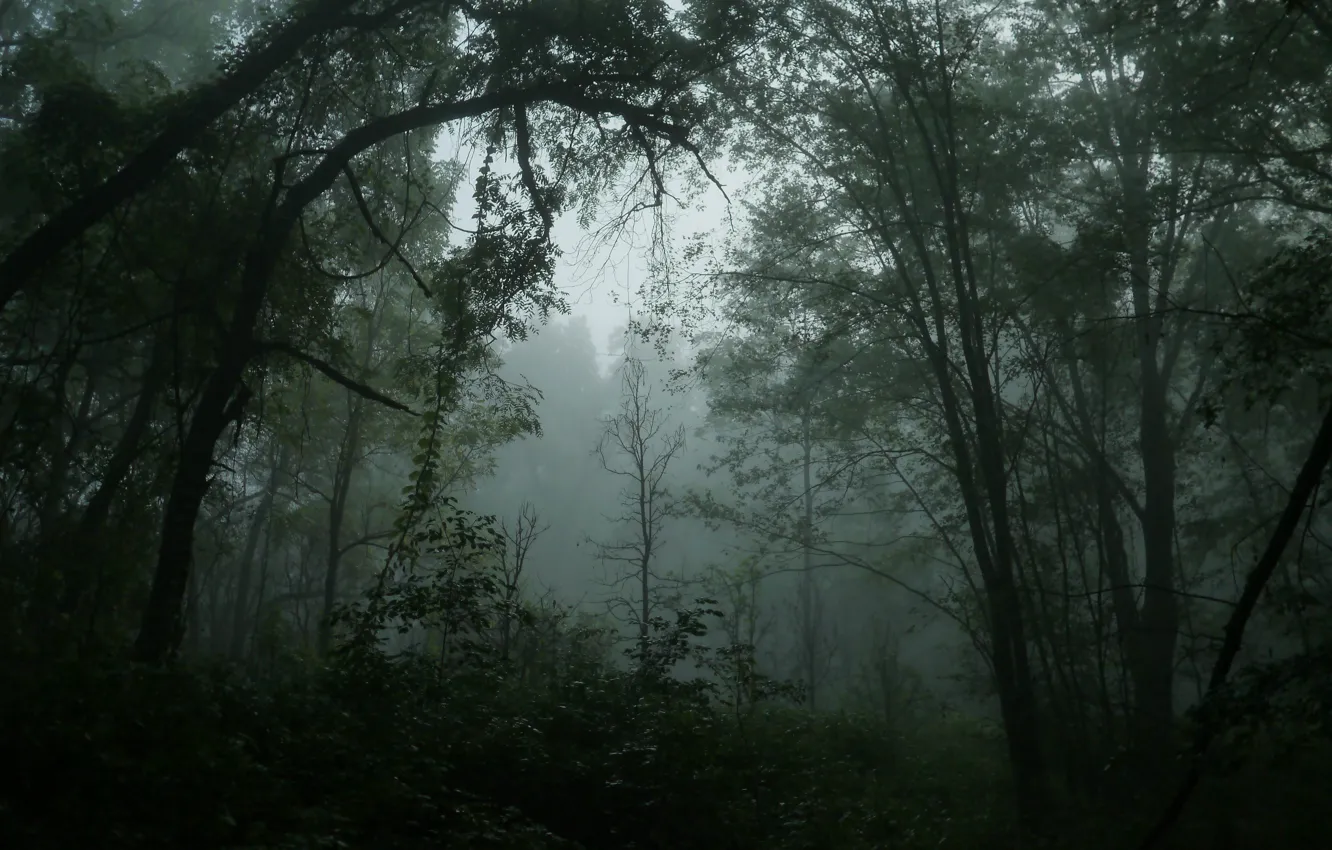 Photo wallpaper forest, trees, nature, fog