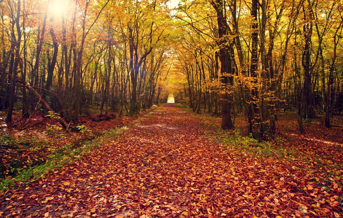 Photo wallpaper road, autumn, forest, leaves, trees, landscape, nature, tree