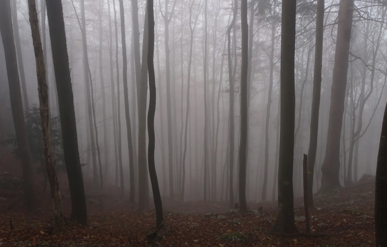 Photo wallpaper forest, trees, nature, fog, the darkness, twilight