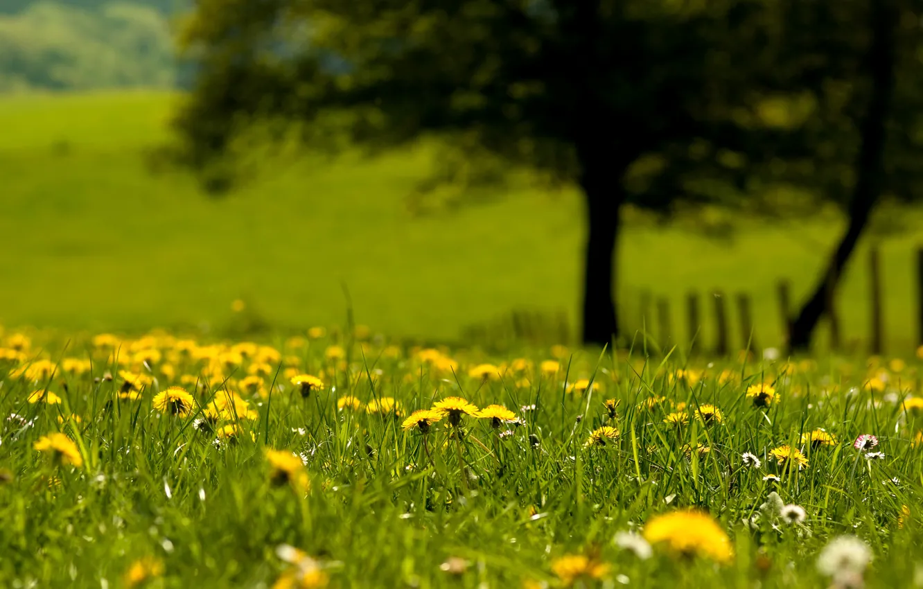 Photo wallpaper greens, grass, nature, dandelion