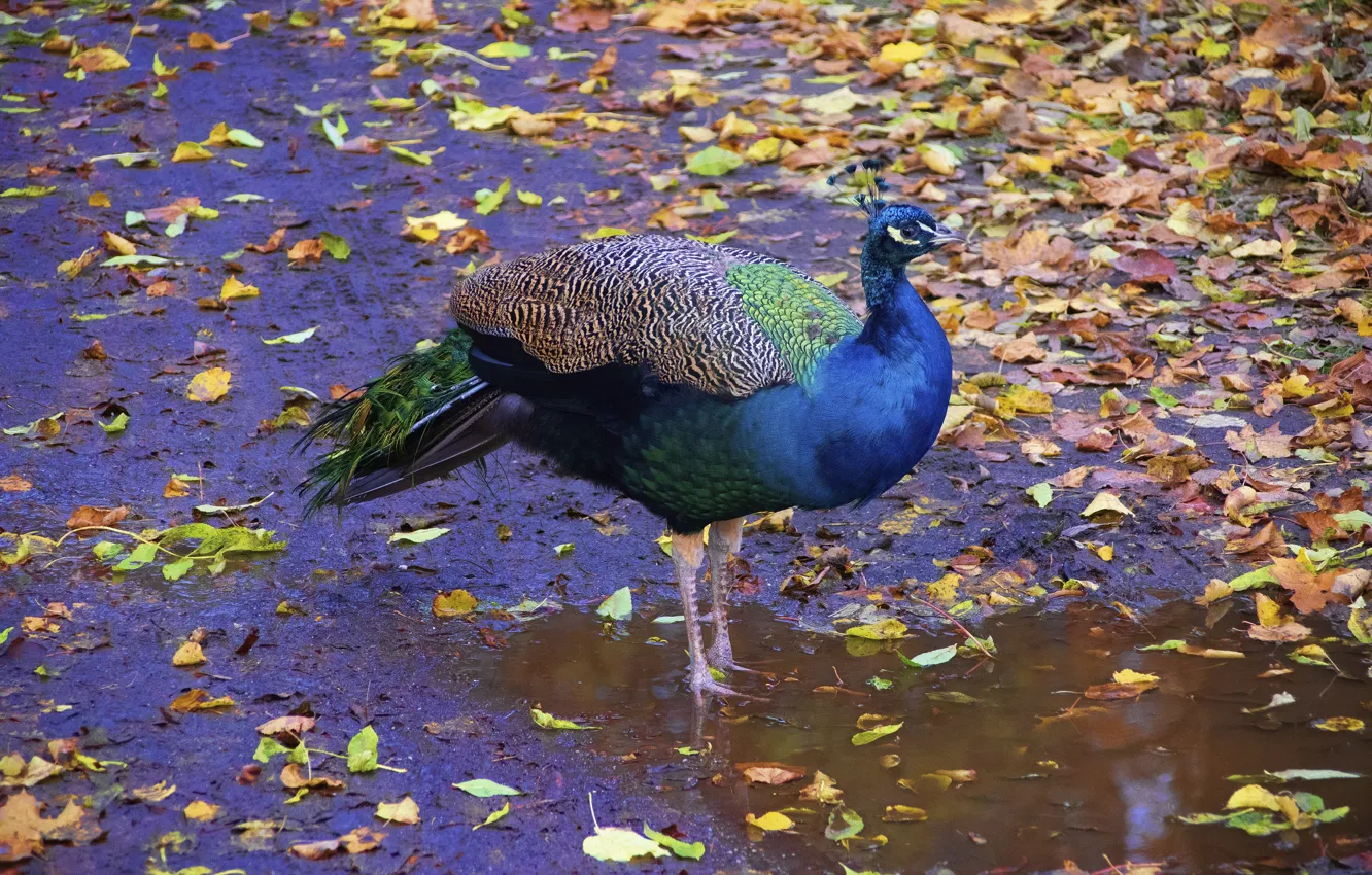 Photo wallpaper autumn, bird, foliage, peacock