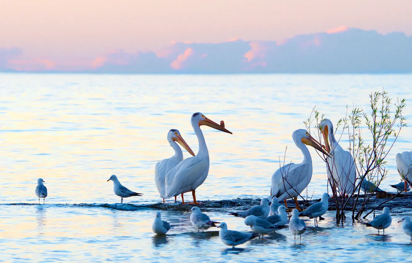 Photo wallpaper mountains, bird, shore, seagulls, pack, pond, a flock of birds, Pelican