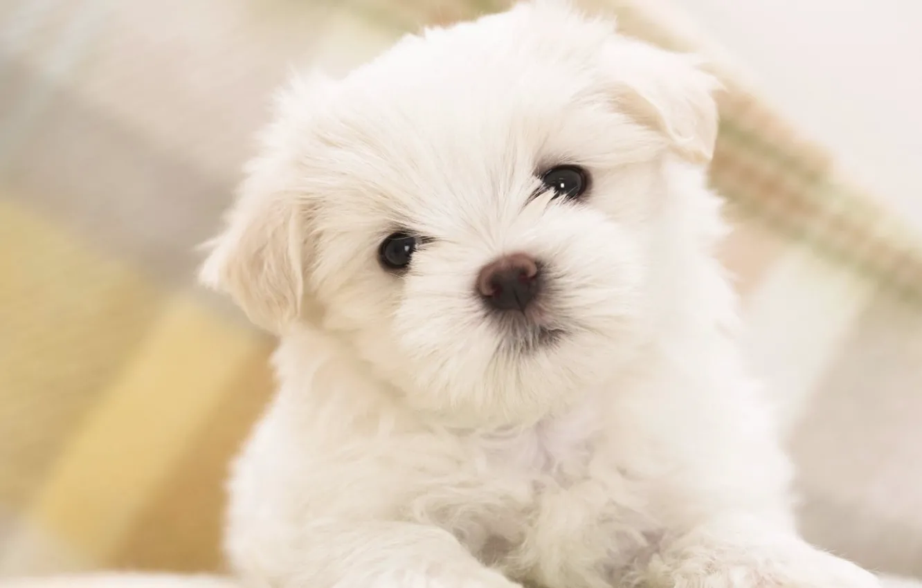 Photo wallpaper puppy, white, puppy, doggie, cute, fluffy