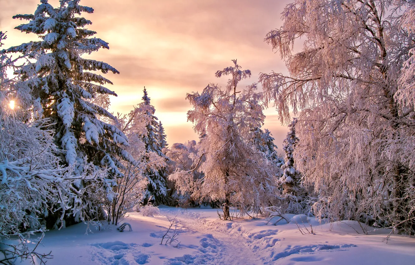 Photo wallpaper forest, snow, trees, trail