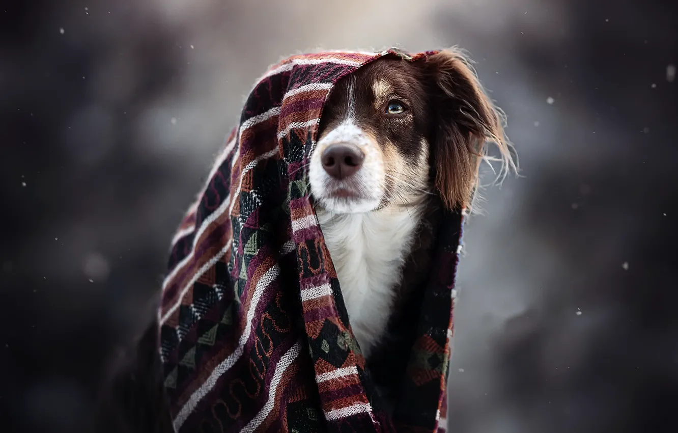 Photo wallpaper each, dog, scarf