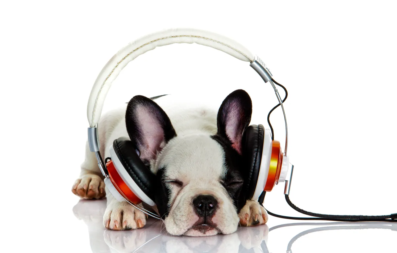 Photo wallpaper dog, listening to music, headphones, bokeh, French bulldog, wallpaper., bulldog, beautiful background