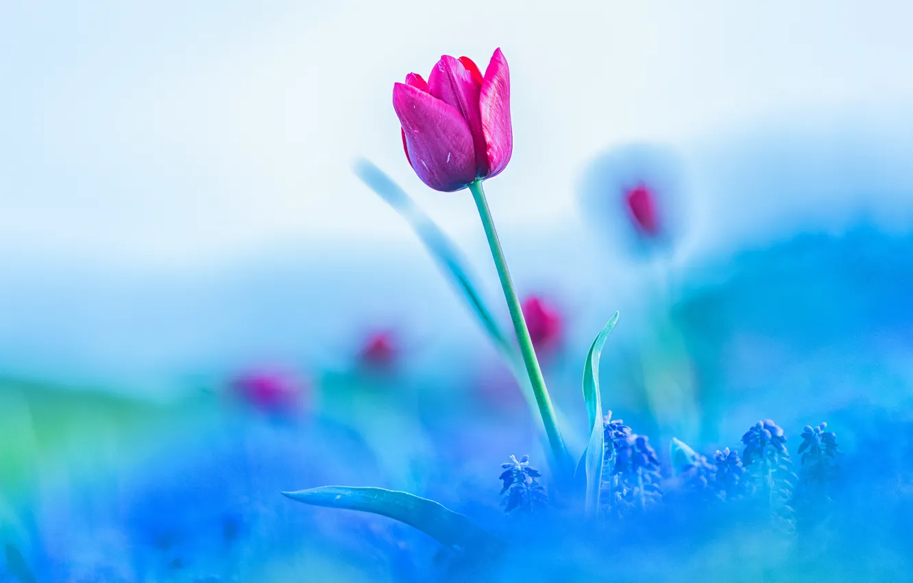 Photo wallpaper flower, the sky, flowers, pink, Tulip, blur, spring, Bud