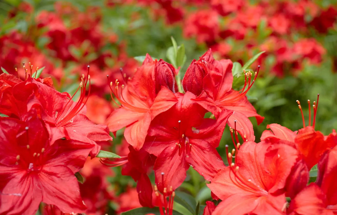 Photo wallpaper macro, flowers, red, the bushes, bokeh, Azalea, rhododendrons