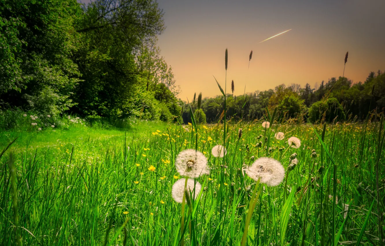 Photo wallpaper greens, field, forest, the sky, grass, trees, flowers, dandelion