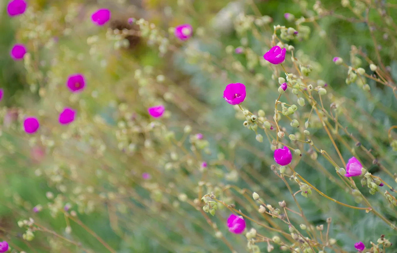 Photo wallpaper greens, flowers, blur, garden, stem, pink, blur, bokeh