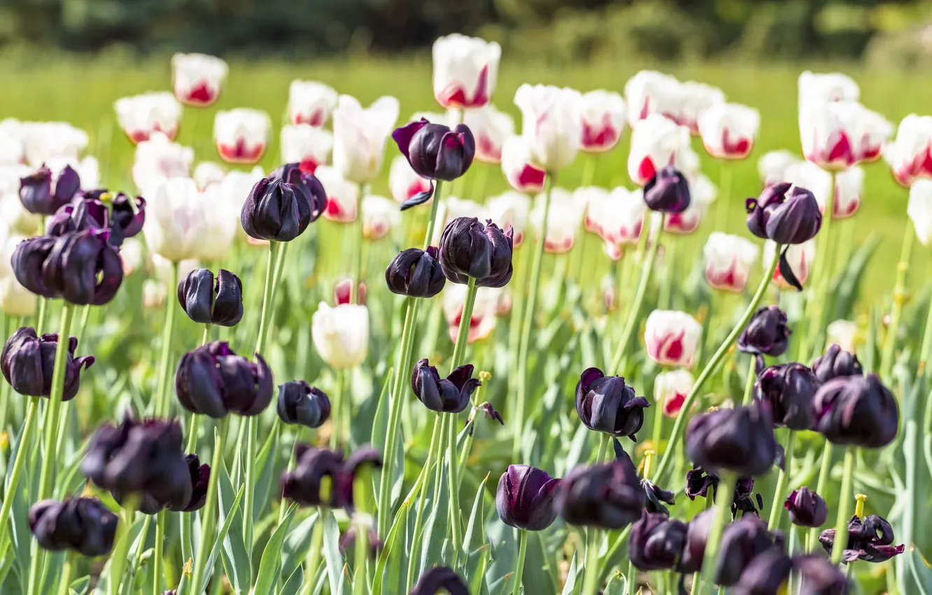 Photo wallpaper flowers, spring, tulips, white, flowerbed, a lot, black, eggplant