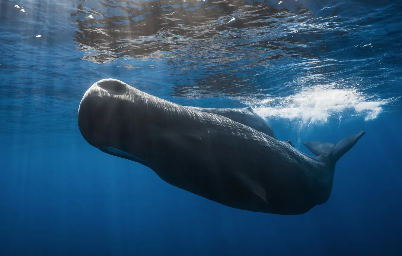 Photo wallpaper sea, nature, kit