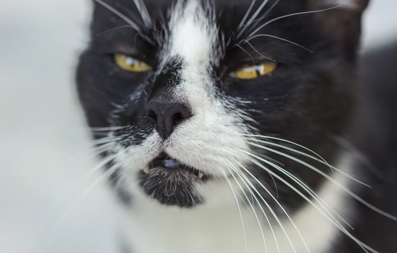 Photo wallpaper cat, eyes, cat, look, face, Koshak