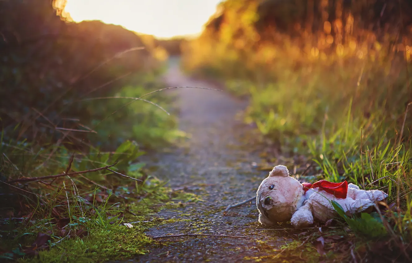 Photo wallpaper road, mood, toy, bear