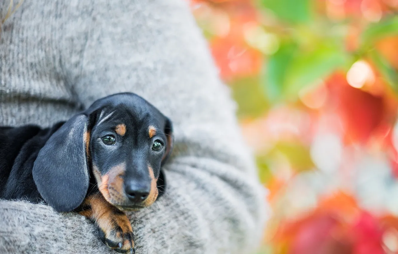 Photo wallpaper look, each, dog